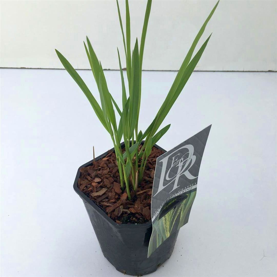 Jungfruhirs virgatum &