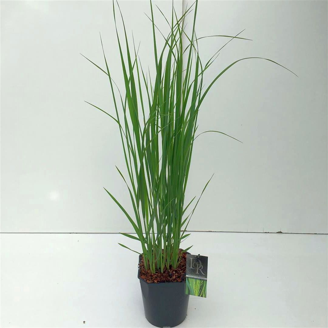 Jungfruhirs virgatum &