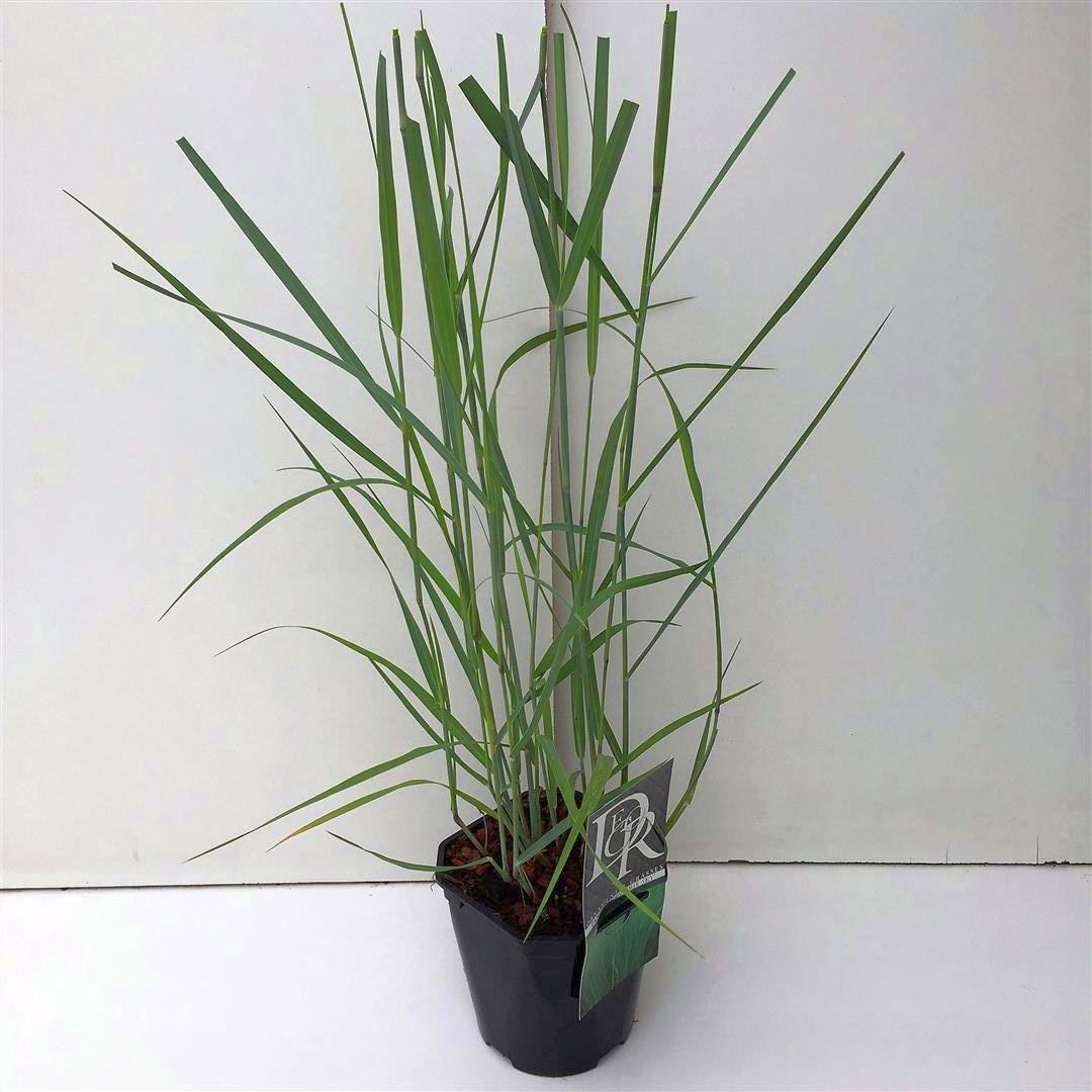 Jungfruhirs virgatum &