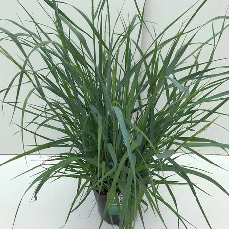 Panicum virgatum 'Prairie Sky'