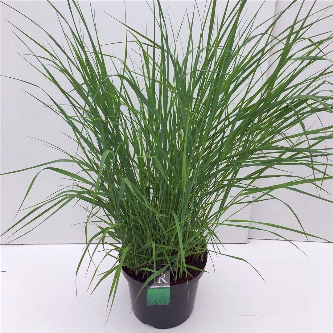 Jungfruhirs virgatum &