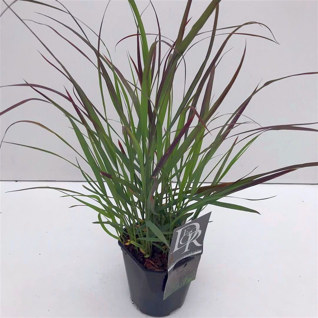 Jungfruhirs virgatum &