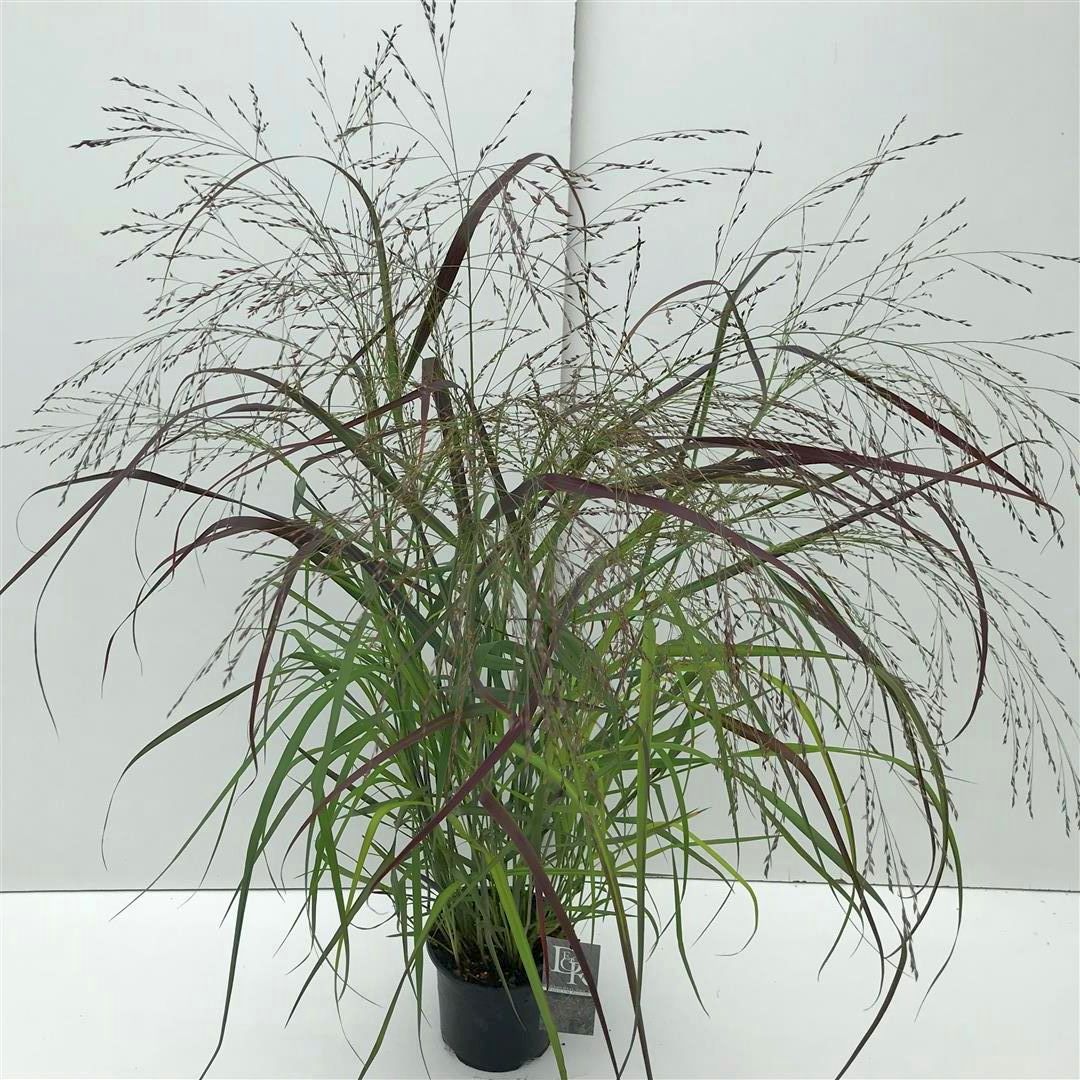 Jungfruhirs virgatum &