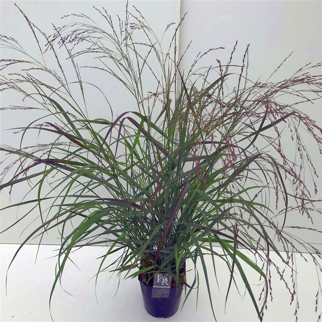 Jungfruhirs virgatum &