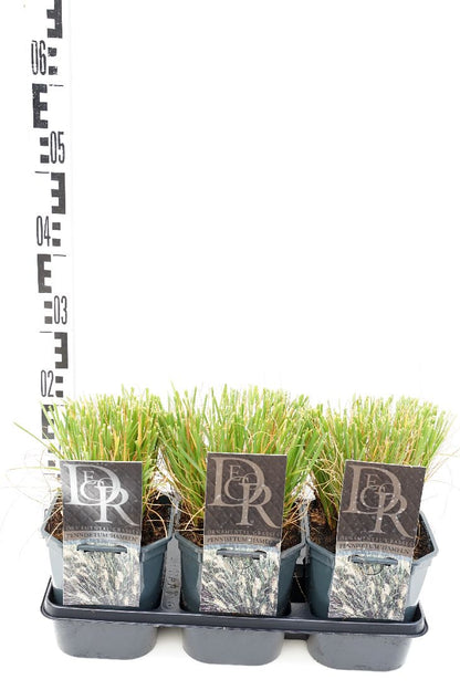 Pennisetum al. &
