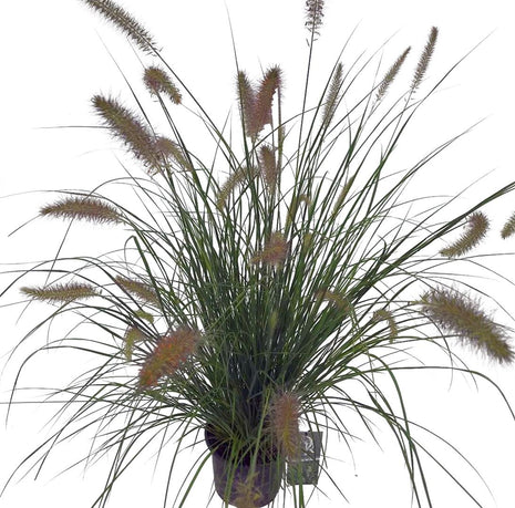 Pennisetum al. 'Hameln'