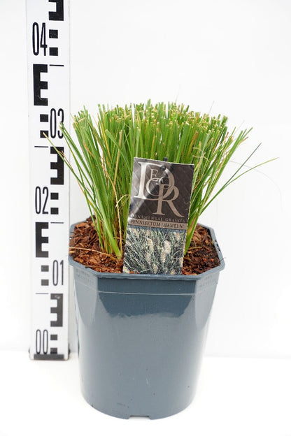 Pennisetum al. &