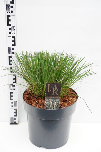 Pennisetum al. &