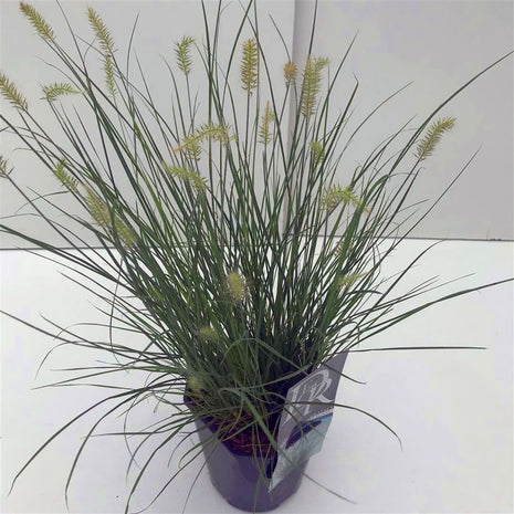 Pennisetum al. 'Little Bunny'