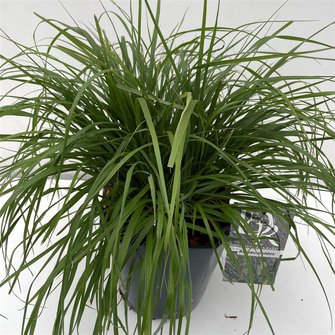 Pennisetum alopecuroides C2 (2 liters kruka)