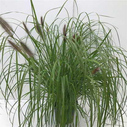 Pennisetum al. &