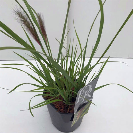 Pennisetum al. 'Viridescens'