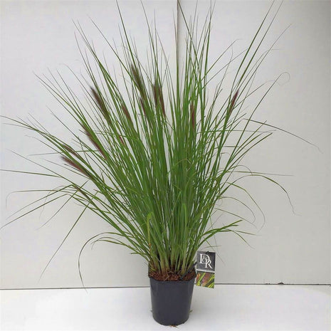 Pennisetum al. 'Viridescens'