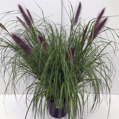 Pennisetum al. 'Viridescens'