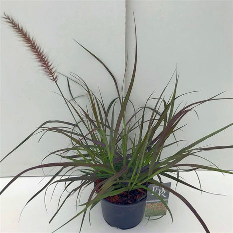 Pennisetum m. 'Red Bunny Tails'