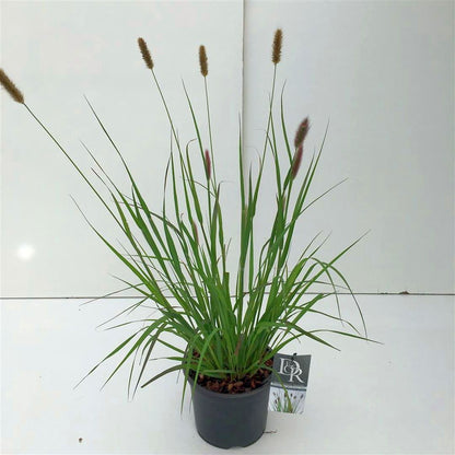 Pennisetum m. &