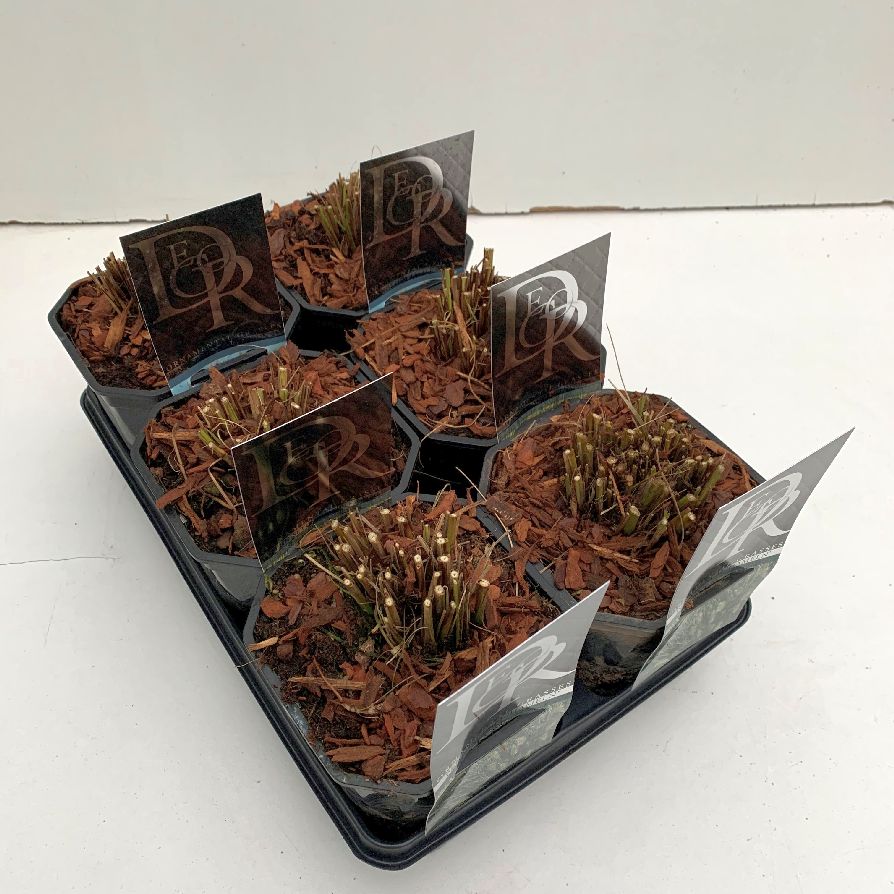 Lampborstgräs in cultivars (mix in trays) - C2/P17