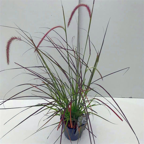 Pennisetum advena 'Rubrum Dwarf'