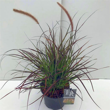 Pennisetum advena 'Rubrum Dwarf'