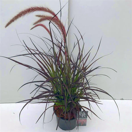 Pennisetum advena 'Rubrum'