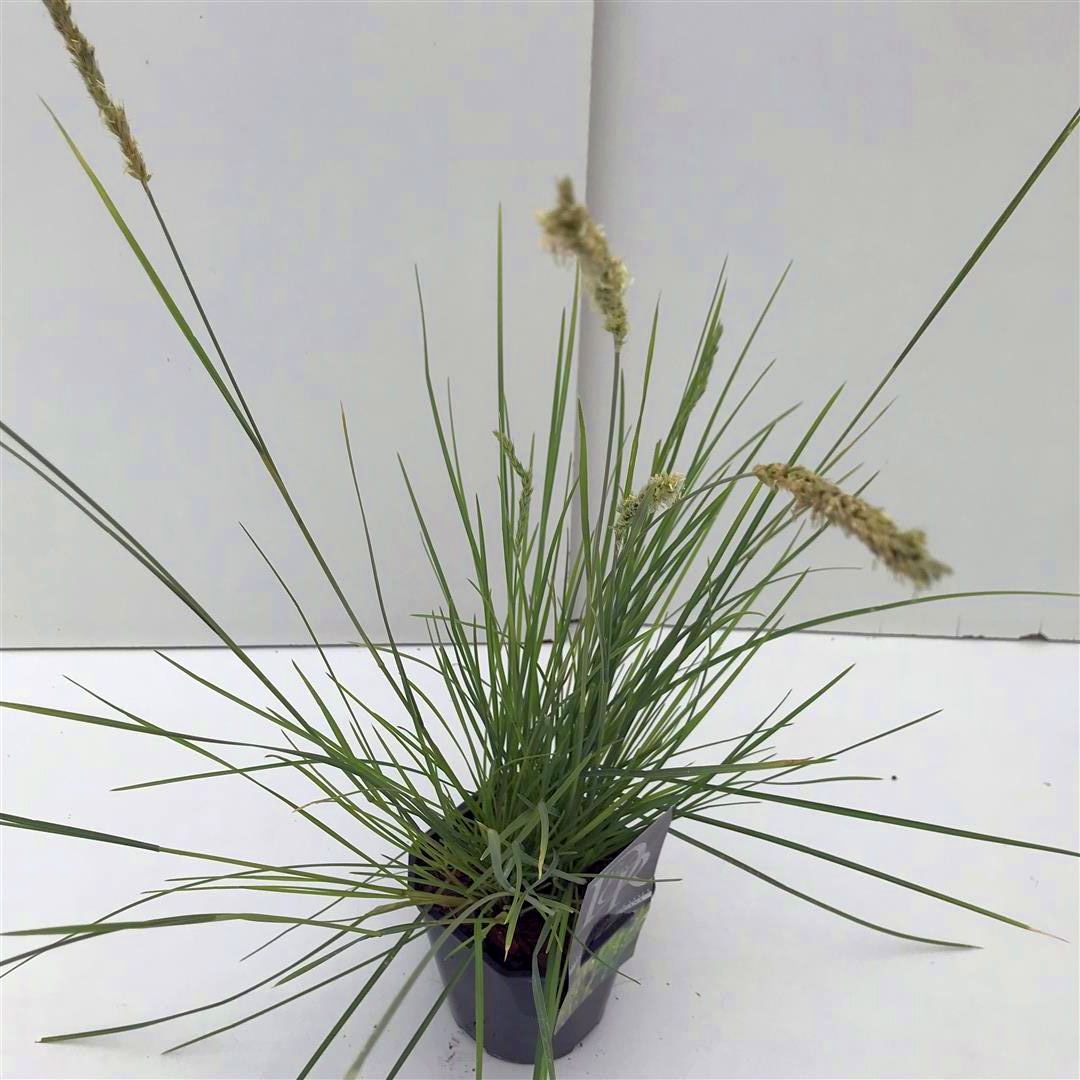 Älväxing autumnalis - C2/P17