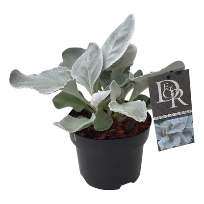 Senecio &