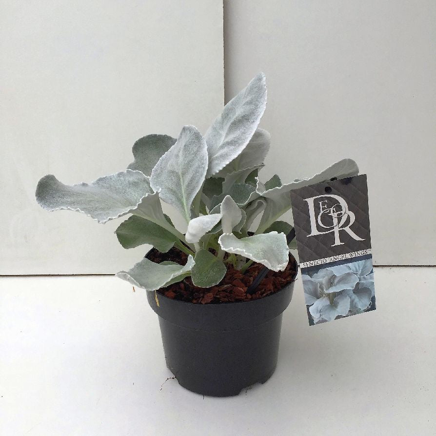 Senecio &
