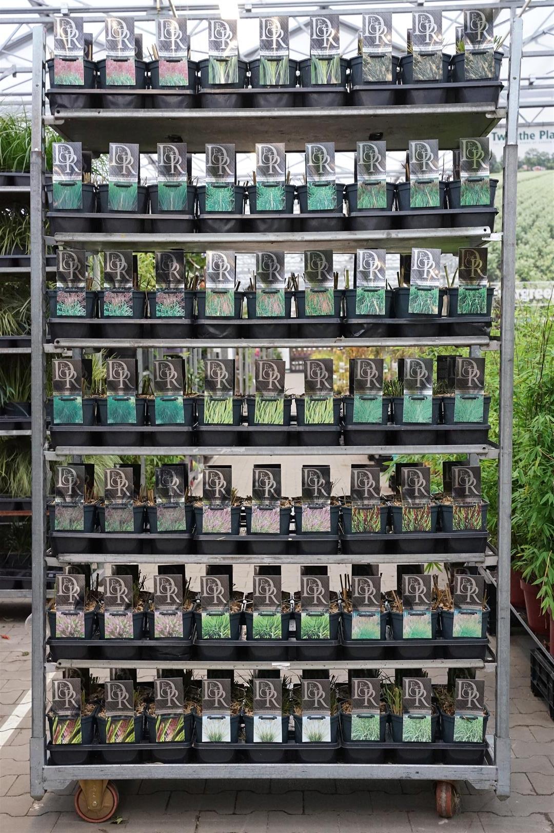 Gräs i sorter - C2/17 EXCLUSIVE MIX
