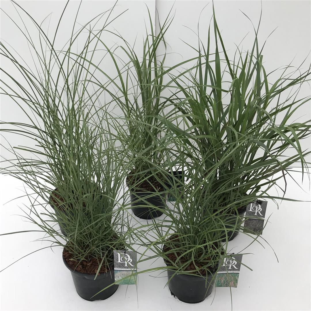 Prydnadsgräs i sorter C3 (3 liters kruka) / 19 cm kruka