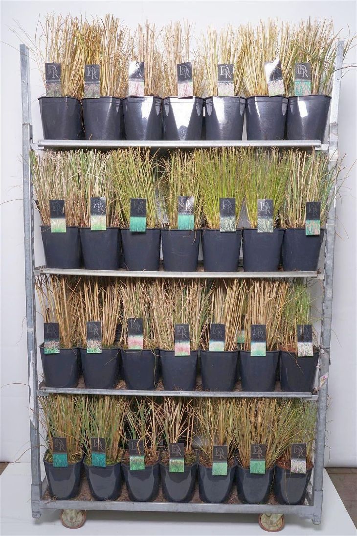 Prydnadsgräs i sorter C5 (5 liters kruka) / 23 cm kruka - Exklusiv mix
