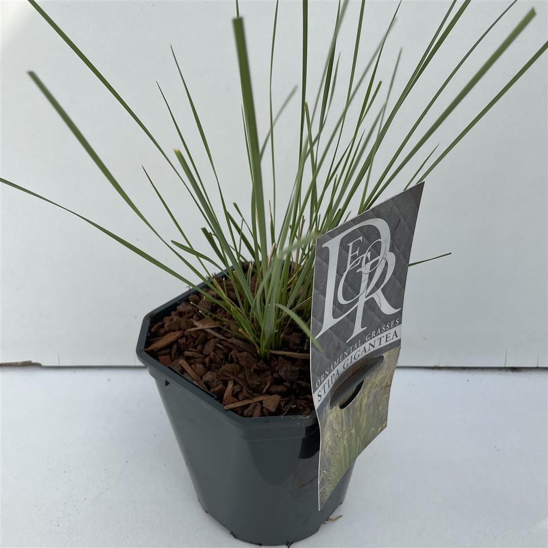 Stipa gigantea C2 (2 liters kruka) / 17 cm kruka