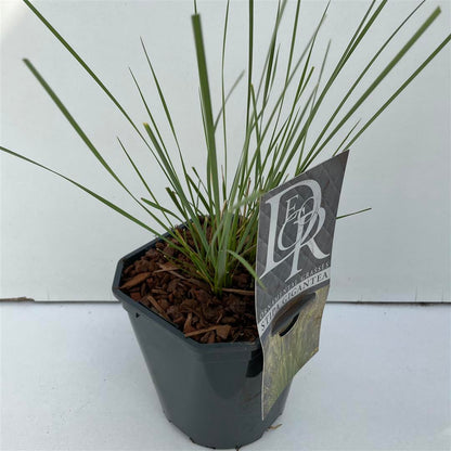 Stipa gigantea C2 (2 liters kruka) / 17 cm kruka