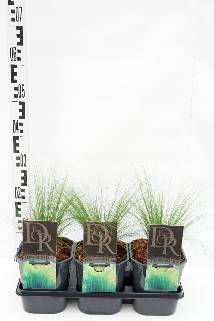 Stipa tenu. &