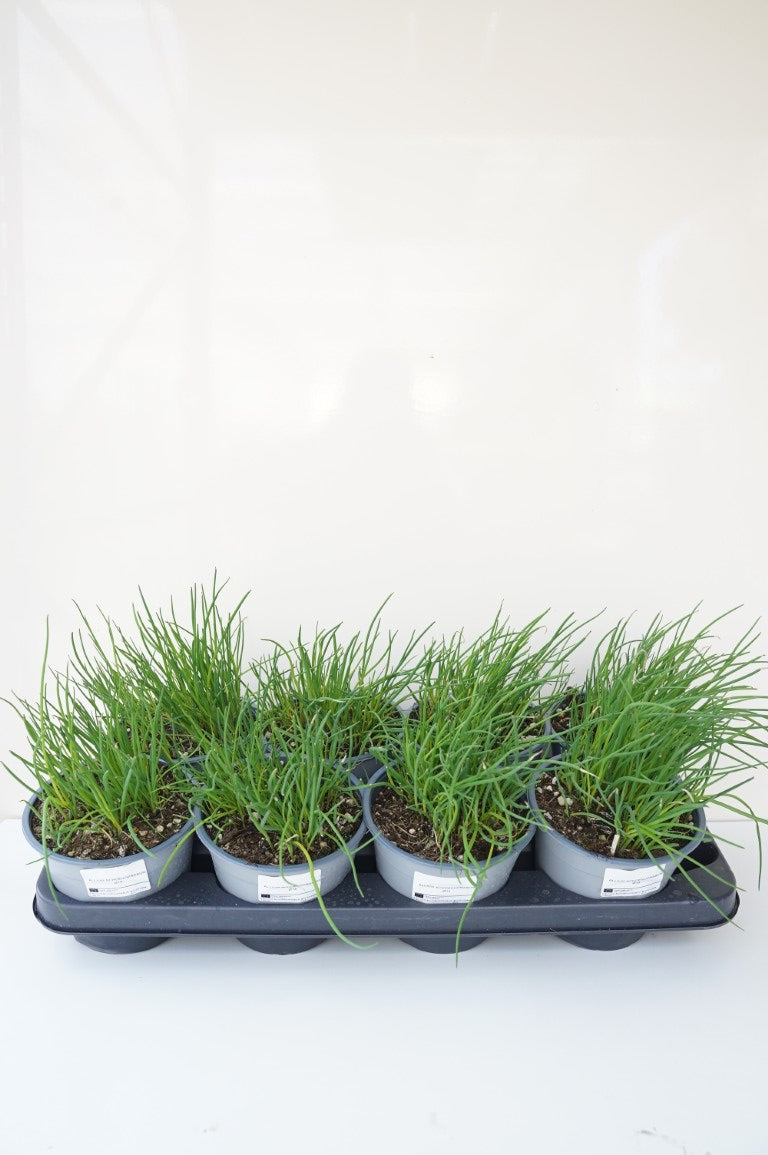 Prydnadslök schoenoprasum - C1,5/P14 ITAL. HERBS
