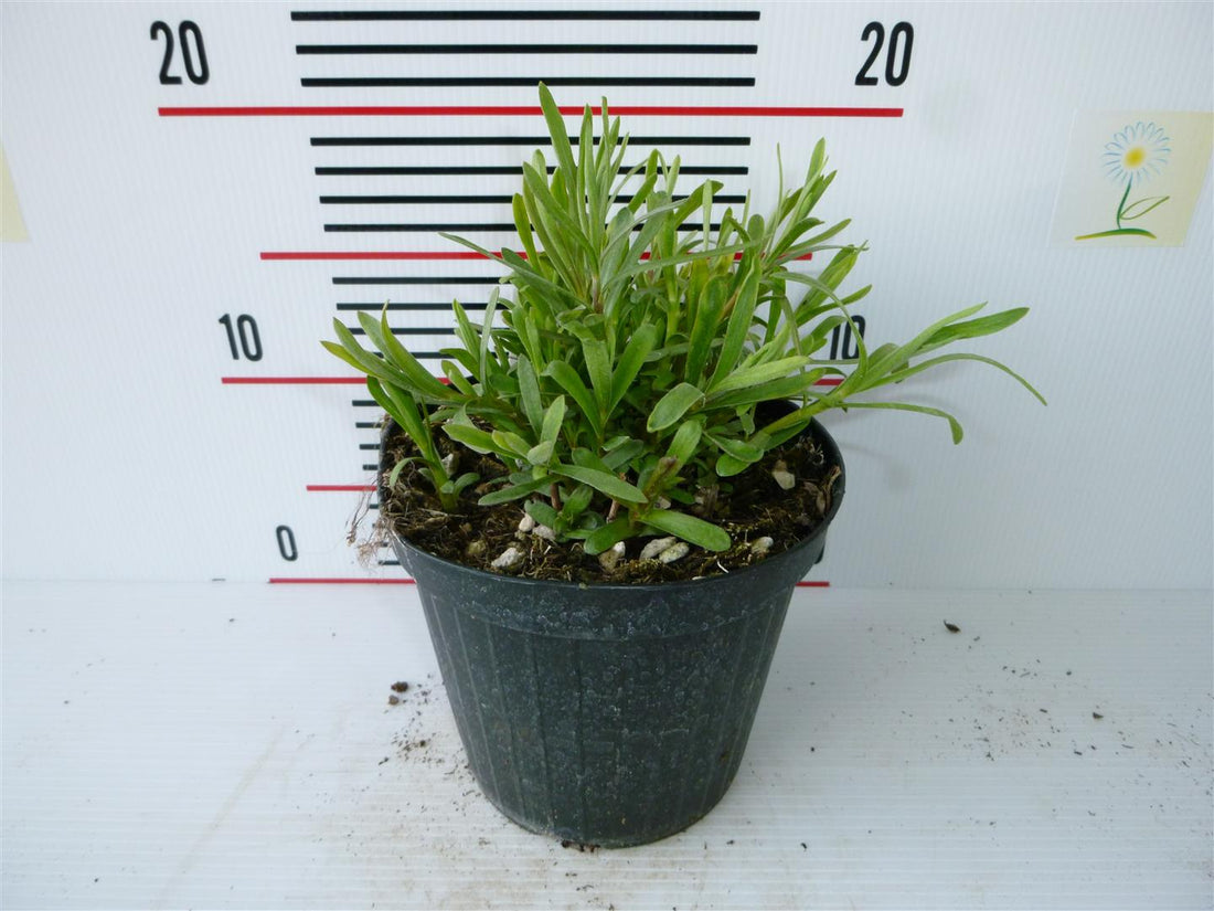Malört dracunculus - C1,5/P14 ITAL. HERBS