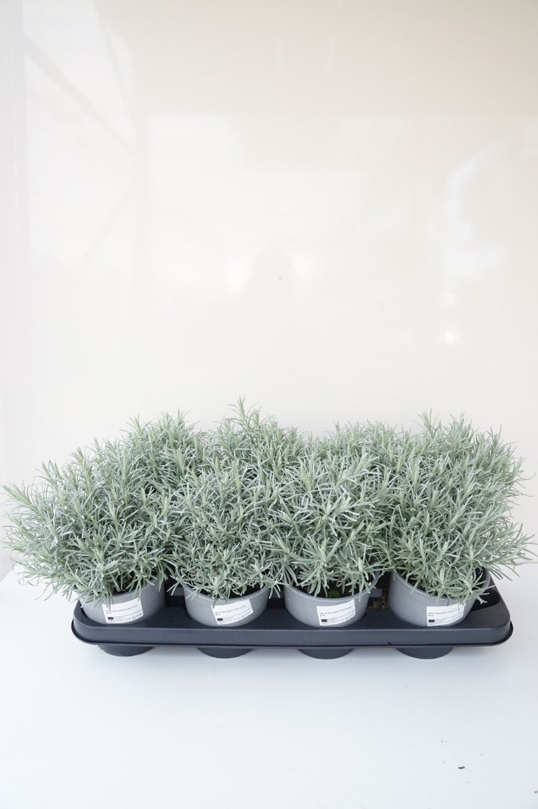 Eternell italicum - C1,5/P14 ITAL. HERBS
