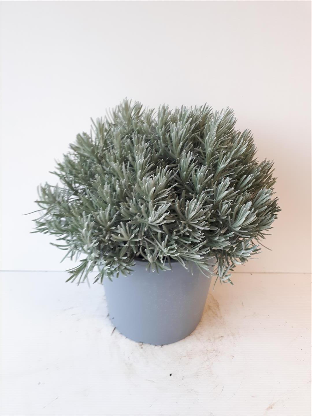 Helichrysum italicum C6 (6 liters kruka)