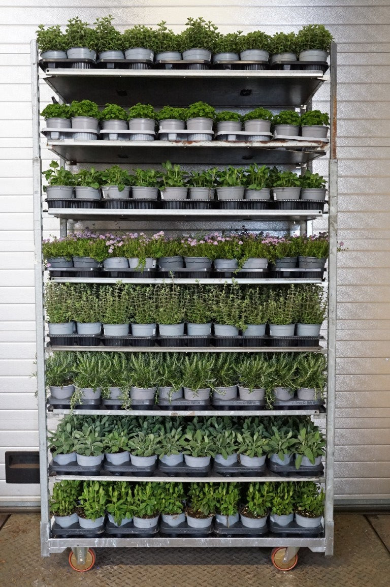Köksörter i sorter - C1,5/P14 ITALIAN HERBS