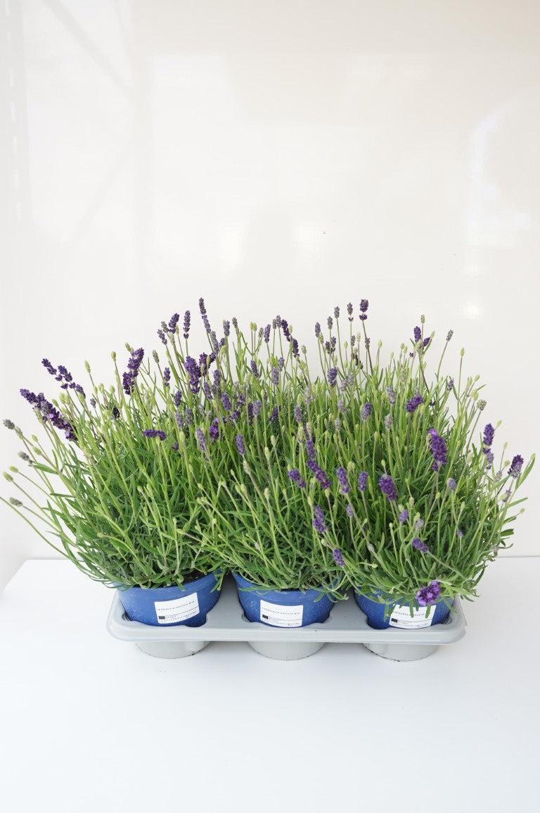 Lavandula angustifolia &