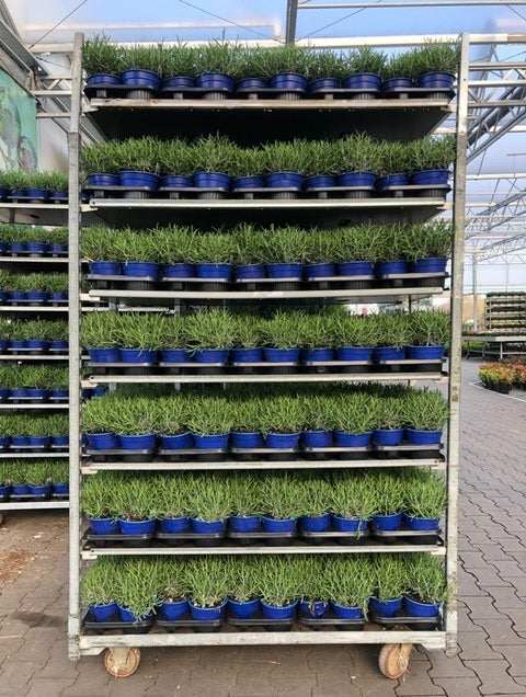 Lavandula angustifolia &