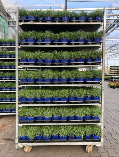 Lavandula angustifolia &
