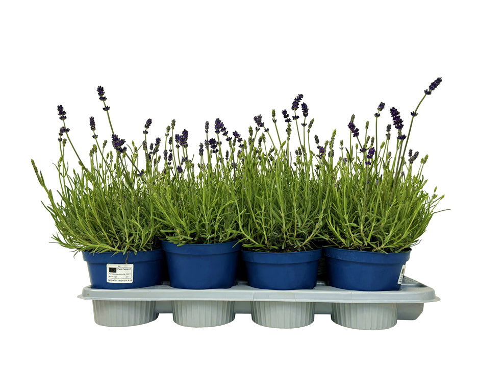 Lavandula angustifolia &