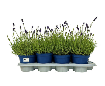 Lavandula angustifolia &