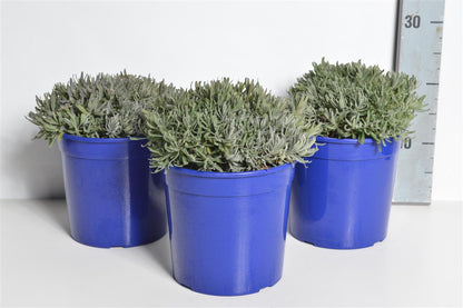 Lavandula angustifolia &
