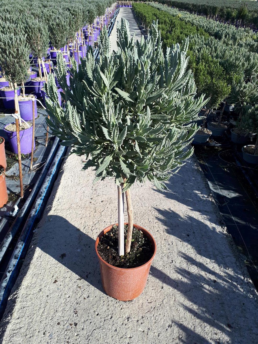 Lavandula dentata C2,5 (2,5 liters kruka)