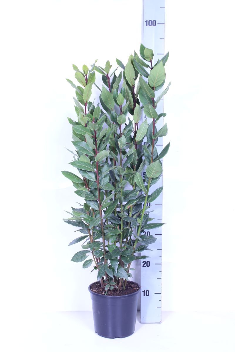 Laurus nobilis C2,5 (2,5 liters kruka / 18 cm kruka)