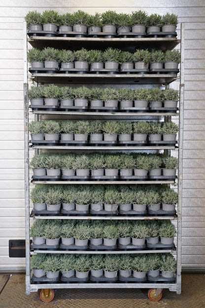 Lavandula officinalis C1,5 (1,5 liters kruka) / 14 cm kruka
