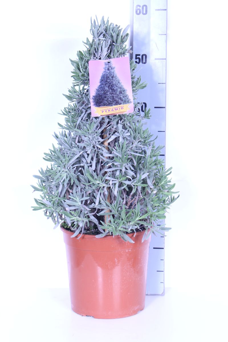 Lavandula officinalis C2,5 (2,5 liters kruka) konformad