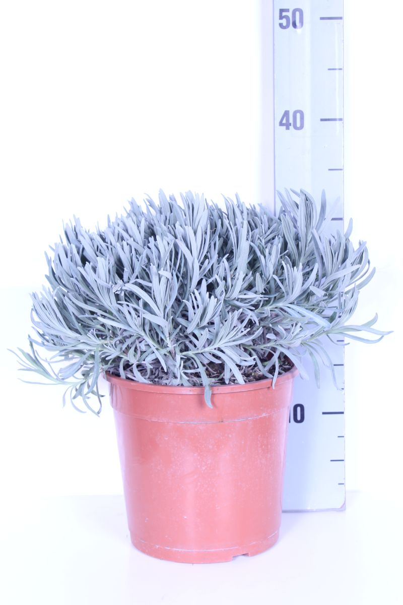 Lavandula officinalis (Äkta lavendel) C2,5 (2,5 liters kruka / 18 cm kruka)