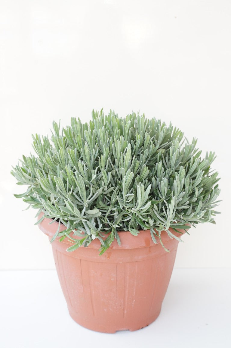 Lavandula officinalis C6 (6 liters kruka)